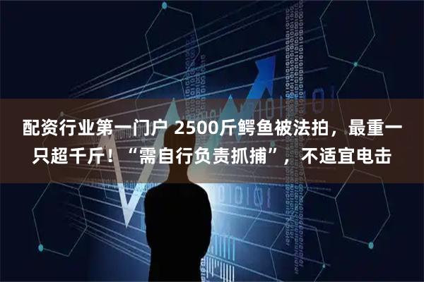 配资行业第一门户 2500斤鳄鱼被法拍，最重一只超千斤！“需自行负责抓捕”，不适宜电击